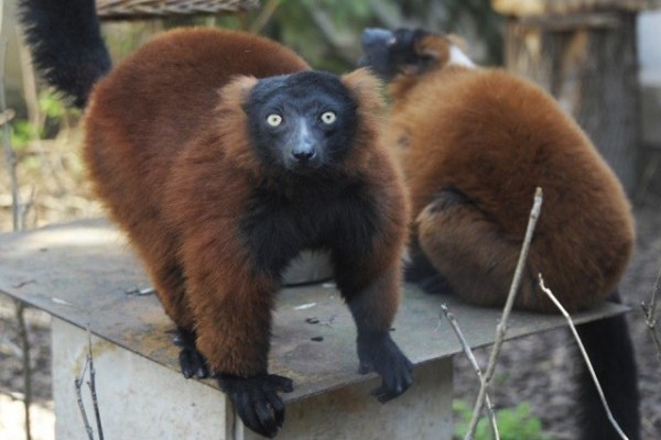 Társat kapott a Nyíregyházi Állatpark vörös vari hölgye!