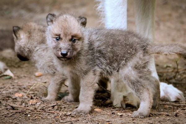 Kanadai fehérfarkas kölyök született  Állatparkunkban!