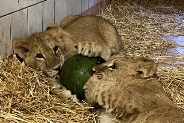 Társat kapott az Ukrajnából mentett kis oroszlán