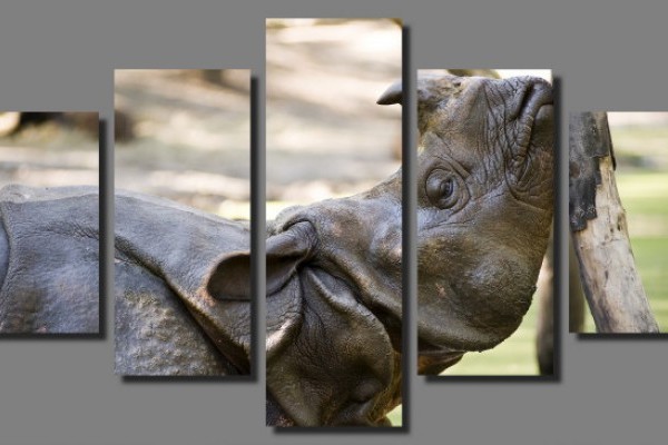 CITES exhibition