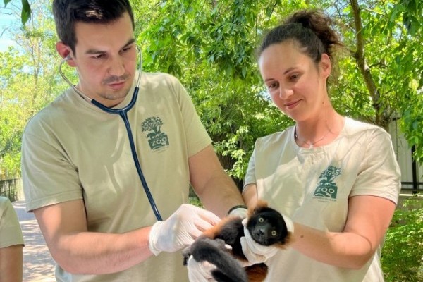 Vörös vari született Állatparkunkban