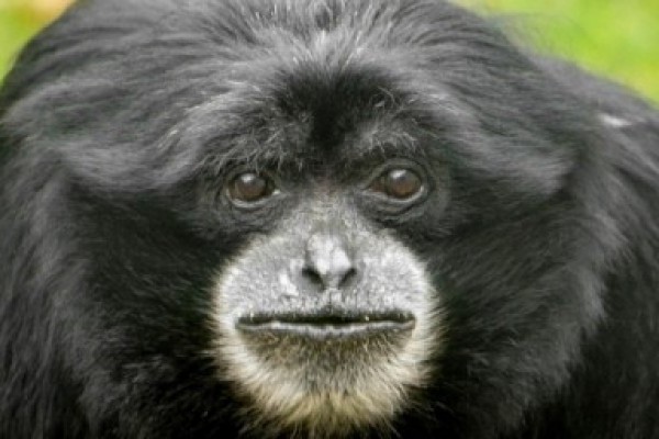 Nyíregyházán él Európa legidősebb sziamangja!  