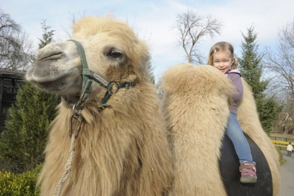 Tevegelés az Állatparkban! 