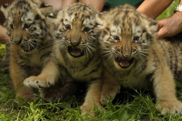 Kettős keresztelő Állatparkunkban!