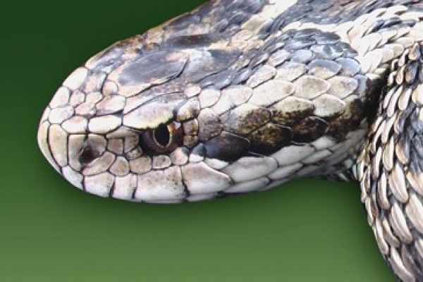 Rákosi Vipera Nap a Nyíregyházi Állatparkban!