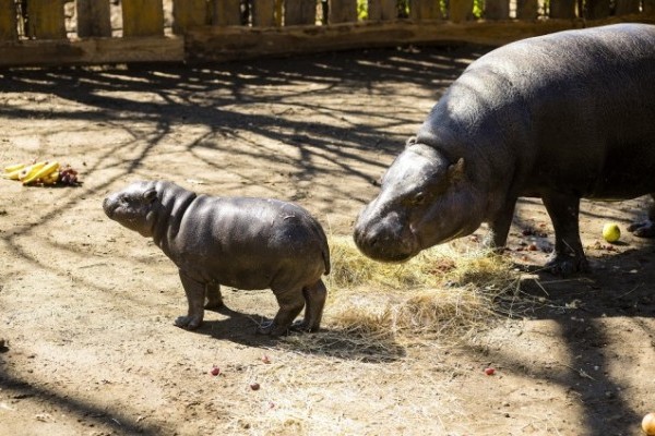 Törpevíziló született  Állatparkunkban