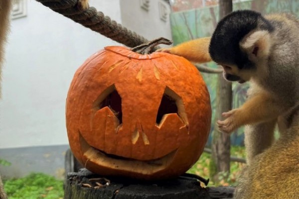 Tök jó meglepetés