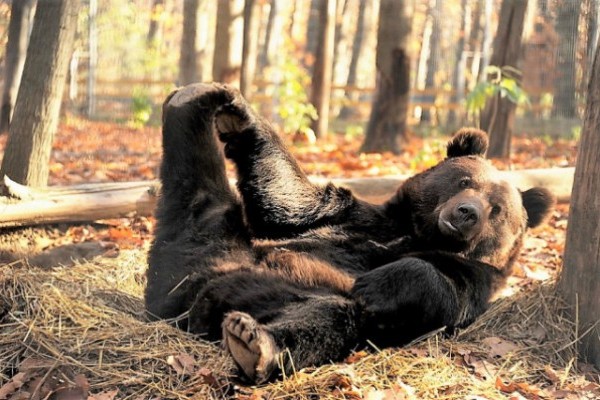 Medve Nap az Állatparkban