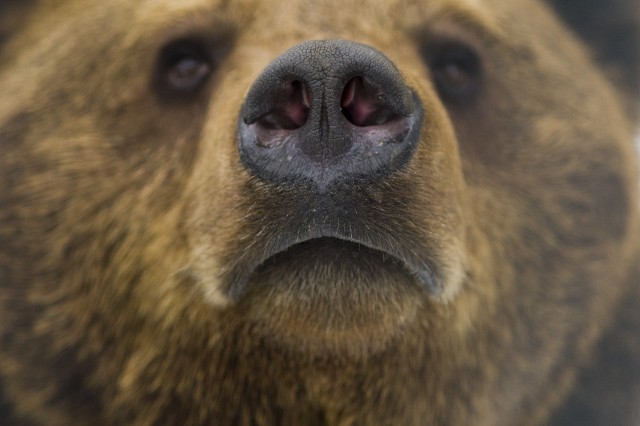 Jósoltak a medvéink! cikk kiemelő képe