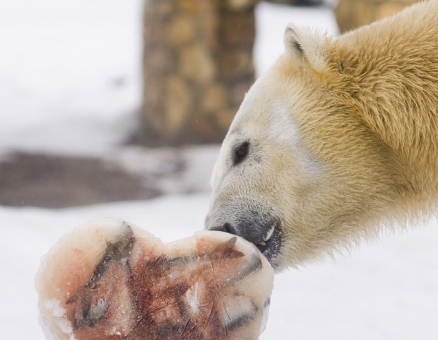 Ma ünnepeljük a  Jegesmedvék Világnapját! cikk kiemelő képe