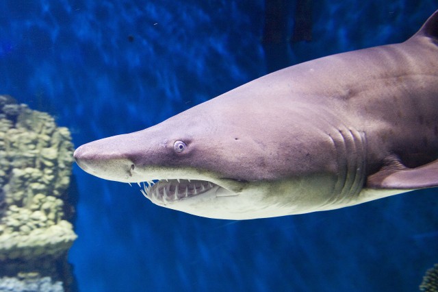 Egy hím homoki tigriscápa ( Carcharias taurus) érkezett  Állatparkunk Ócenáriumába, az itt élő nőstény mellé.  cikk kiemelő képe