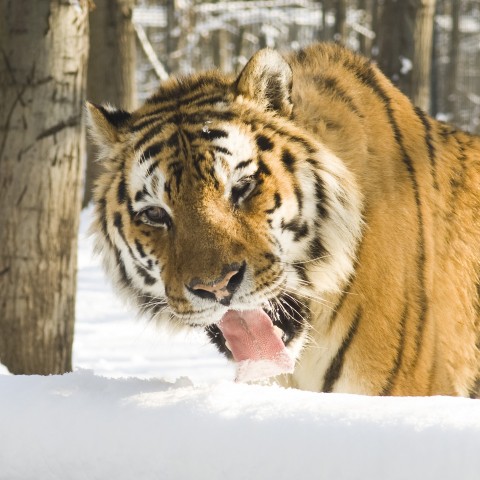 Mi nem alszunk téli álmot! cikk kiemelő képe