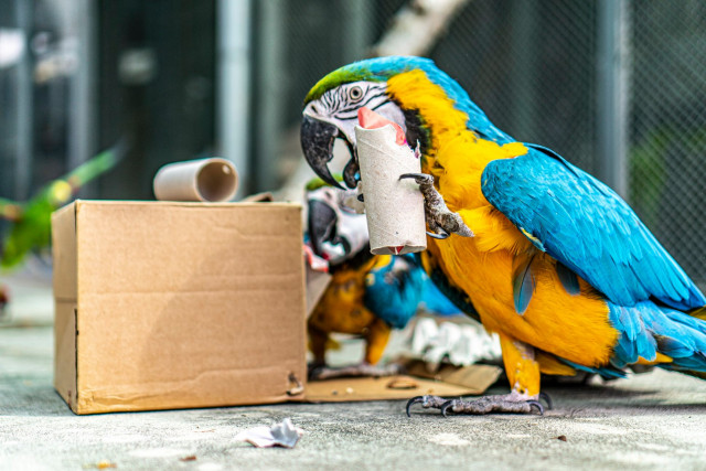 Környezetgazdagítás a papagájok röpdéjében cikk kiemelő képe