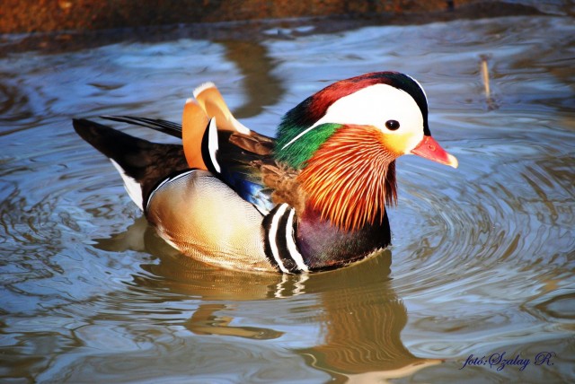 Már vízimadaraink is érzik a tavasz közeledtét! cikk kiemelő képe