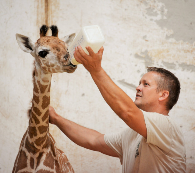 Kis zsiráf született Állatparkunk cikk kiemelő képe