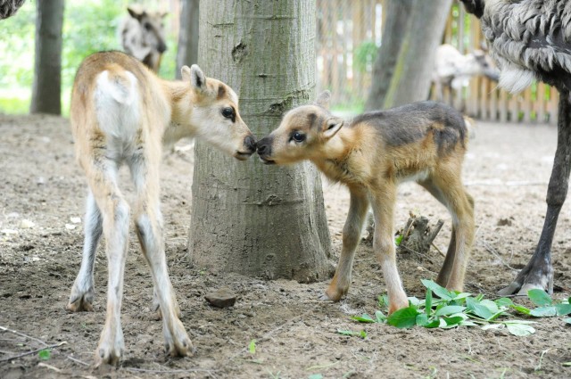 Szépen gyarapodik állatparkunk rénszarvas állománya cikk kiemelő képe