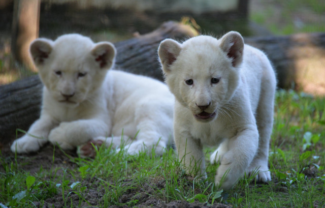 Nevet kaptak  Állatparkunk fehér oroszlánkölykei cikk kiemelő képe
