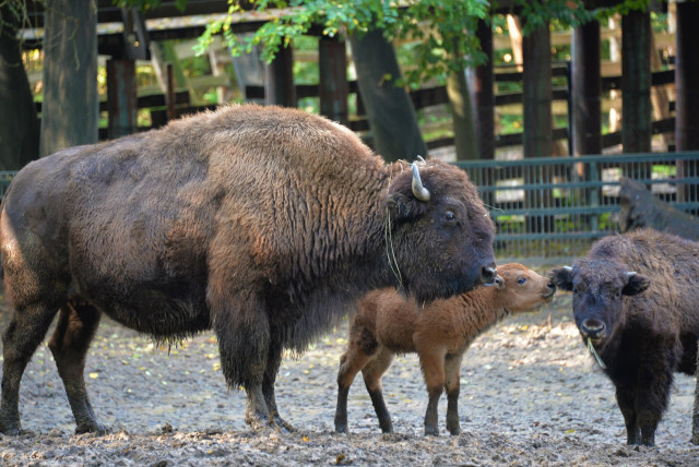 Amerikai bölény született a Nyíregyházi Állatparkban cikk kiemelő képe