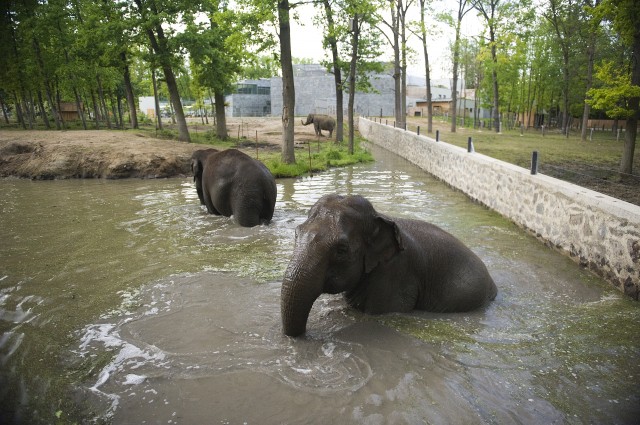 Fürdéssel, dagonyázással és jeges csemegével a hőség ellen. cikk kiemelő képe