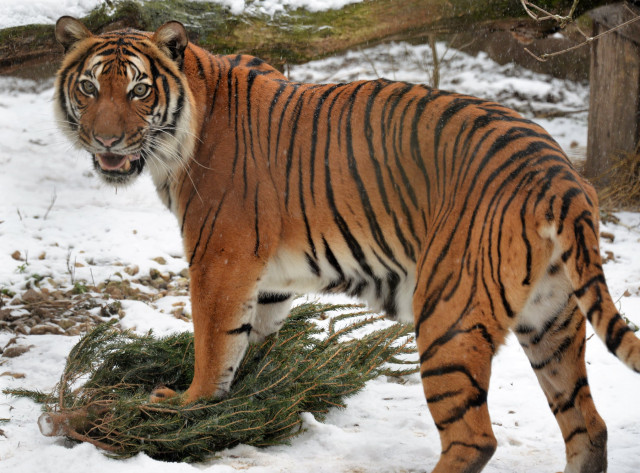 Nagymacskáink újrahasznosították a megmaradt "karácsonyfákat" cikk kiemelő képe