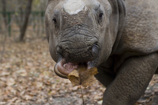Ma van a Vadvilág Világnapja! cikk kiemelő képe