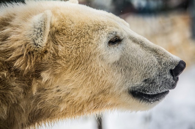 Február 27 a Jegesmedvék Világnapja! cikk kiemelő képe