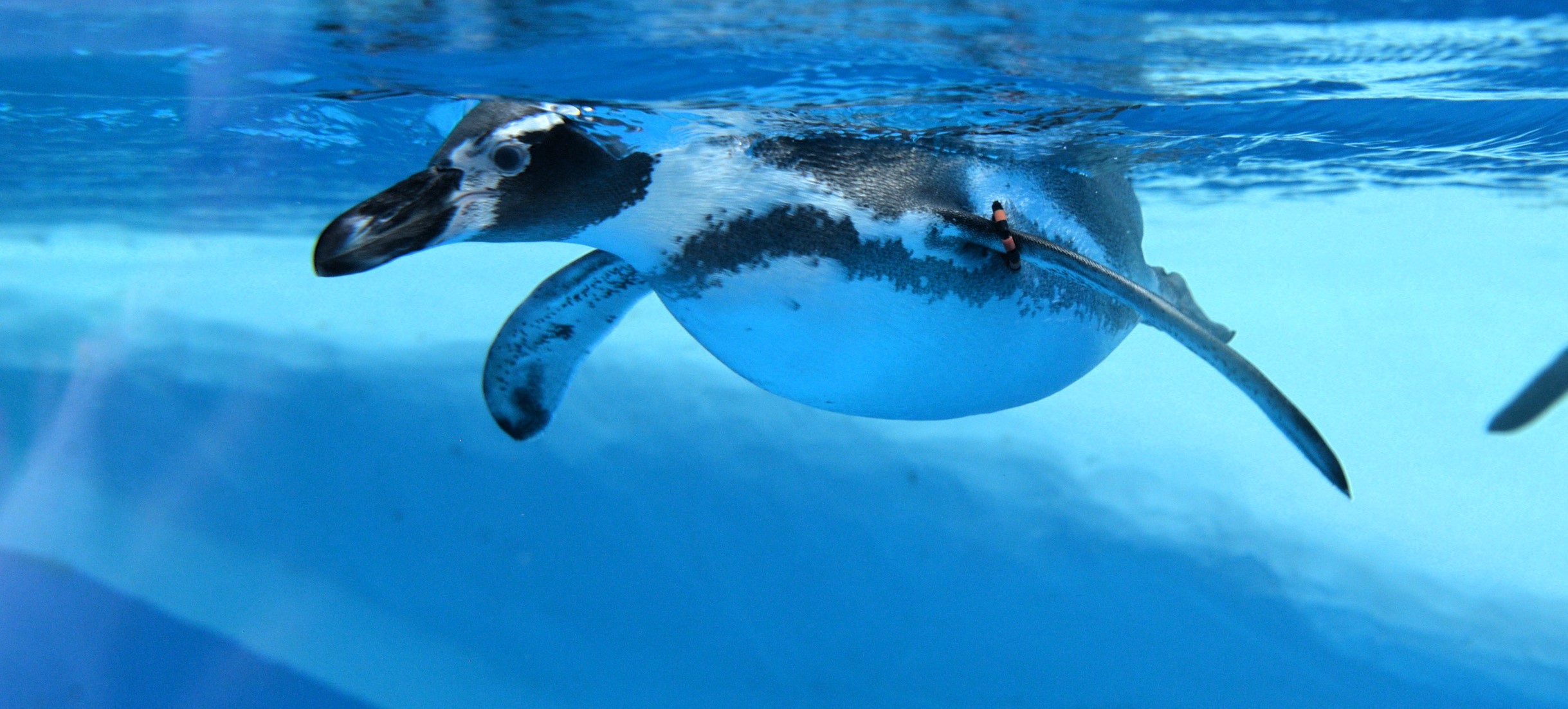 Megérkeztek az első lakók a Jégkorszakba cikk kiemelő képe