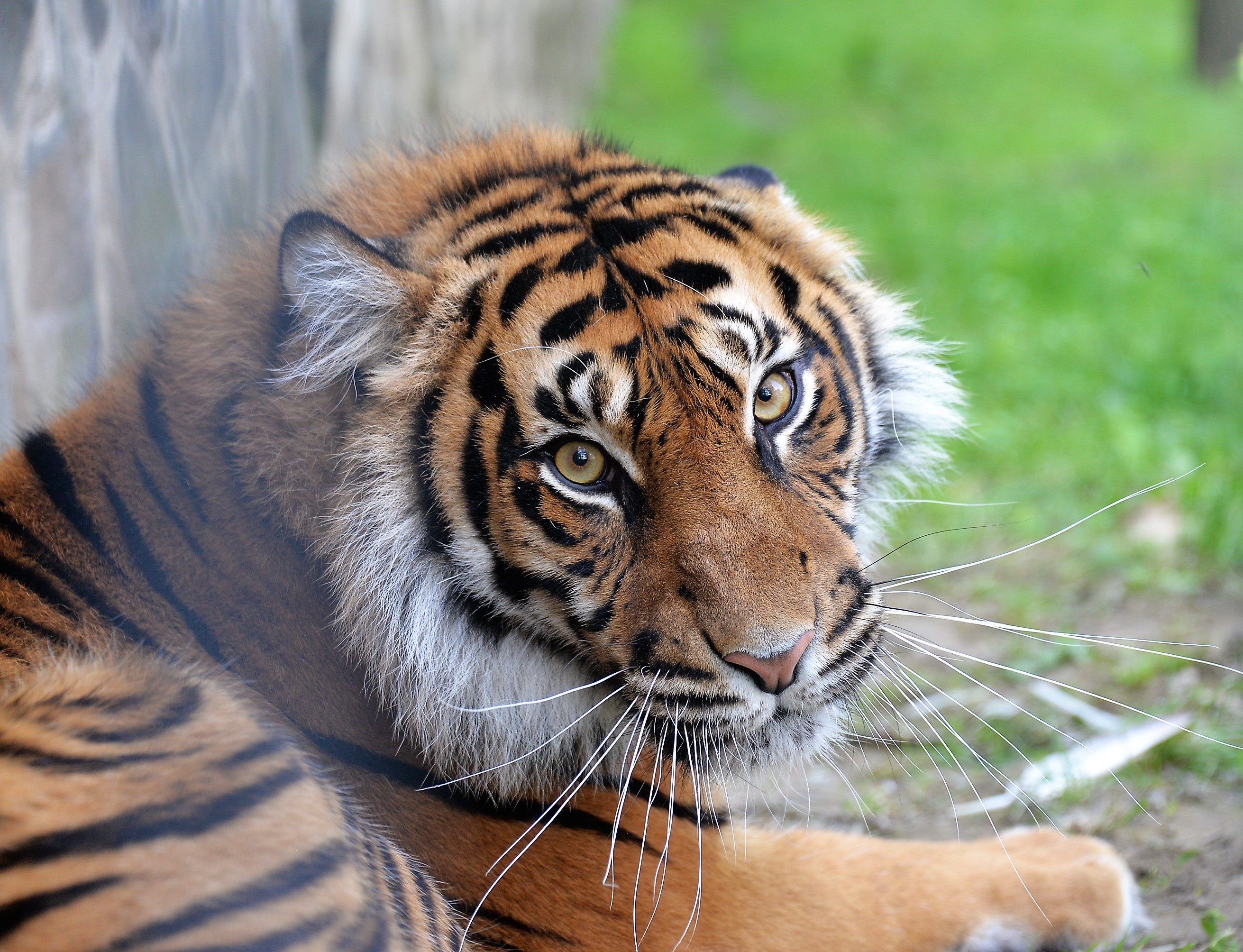Már látható  a Gio nevű hím szumátrai tigrisünk új párja. cikk kiemelő képe