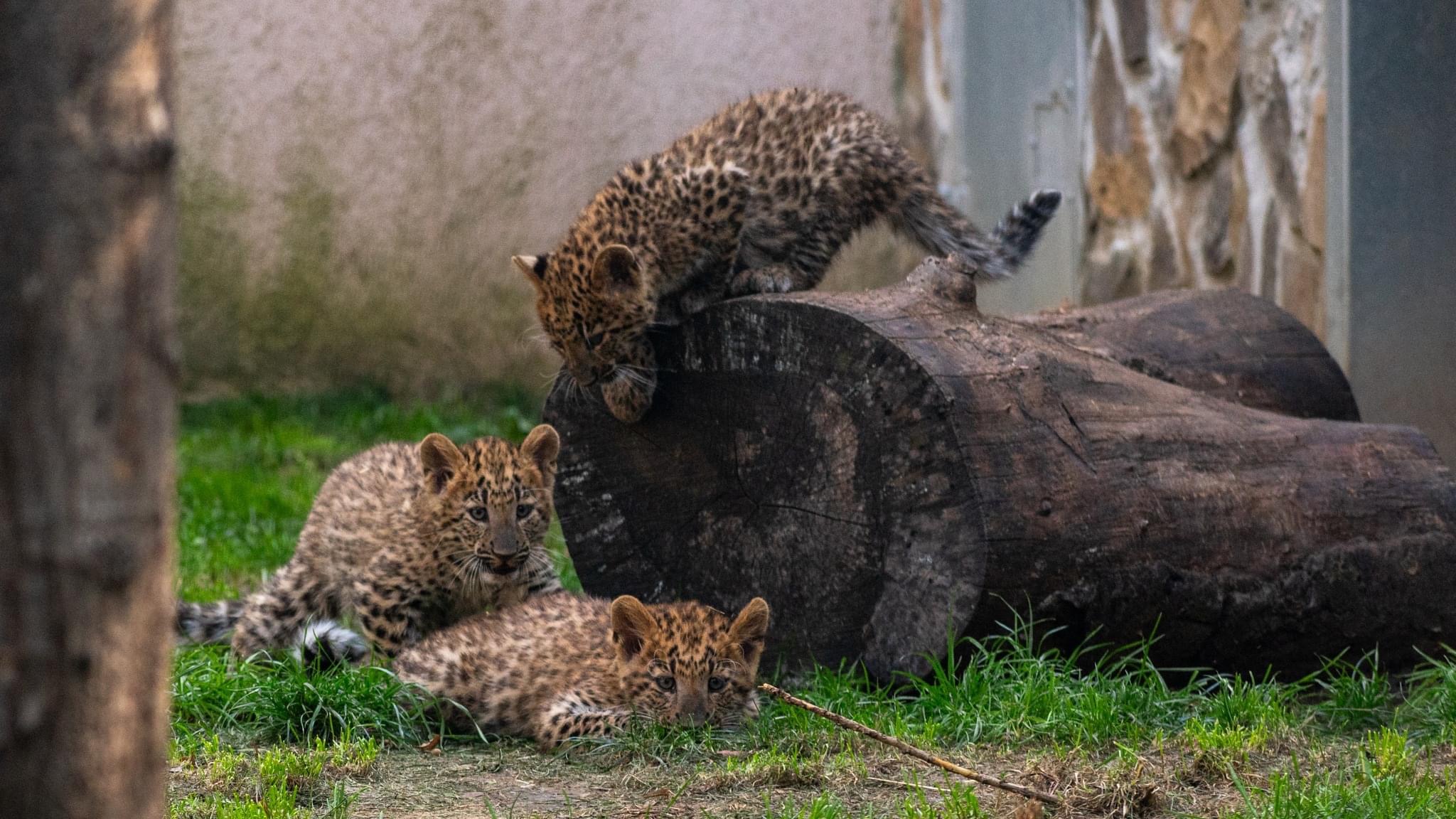 Már láthatóak az észak-kínai leopárdbébik cikk kiemelő képe