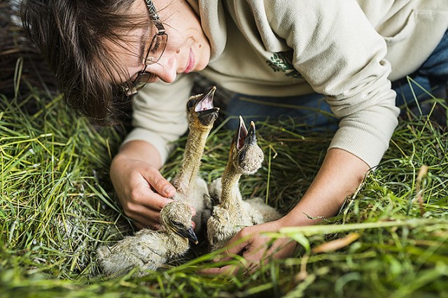 Anya nélkül maradtak az ország leghíresebb gólya párjának csemetéi! cikk kiemelő képe