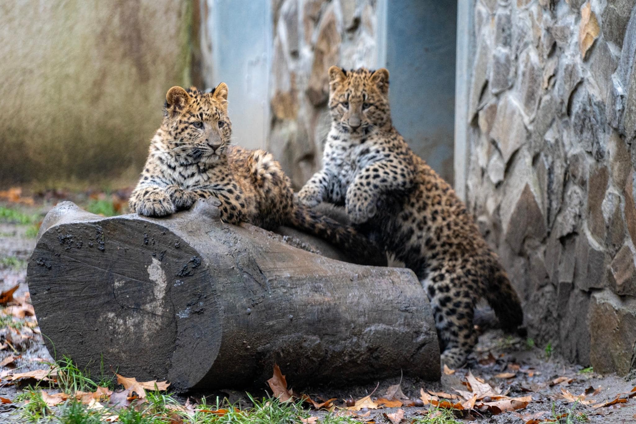 Fél évesek lettek az észak-kínai leopárd ikrek cikk kiemelő képe