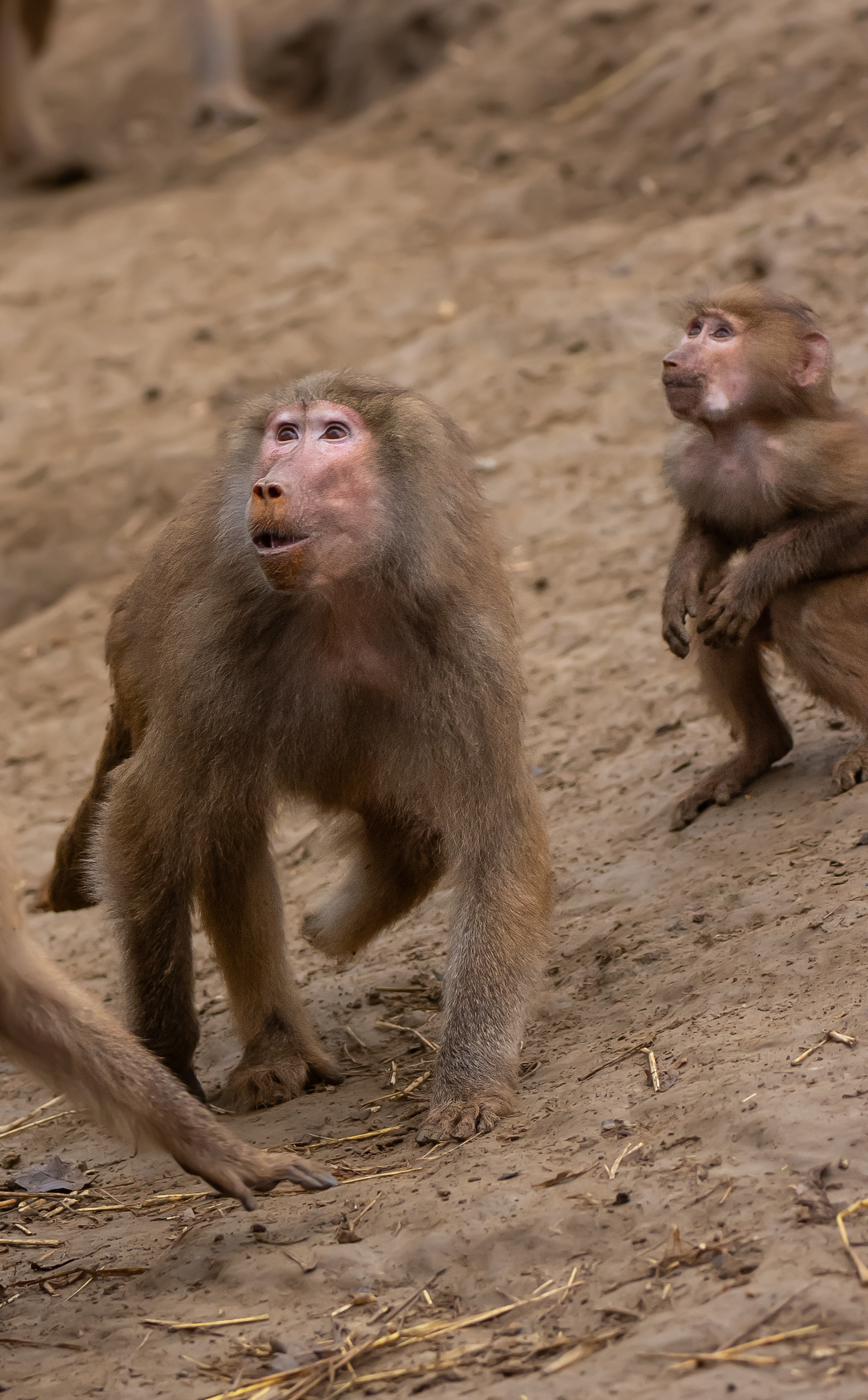 Dolgozóink megválasztották Az Év Állatát cikk kiemelő képe