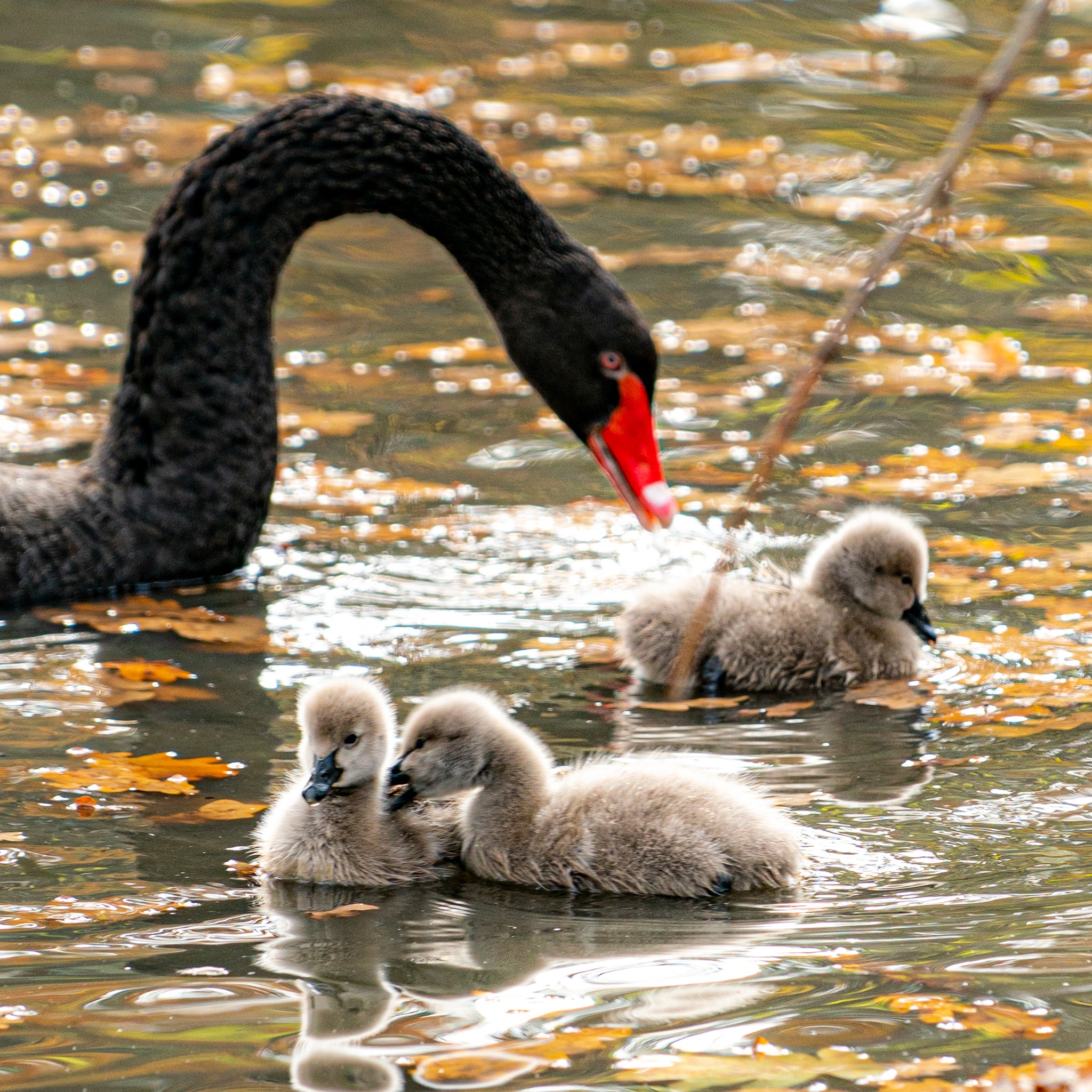 Fekete hattyú családunk 5 fiókával gazdagodott cikk kiemelő képe