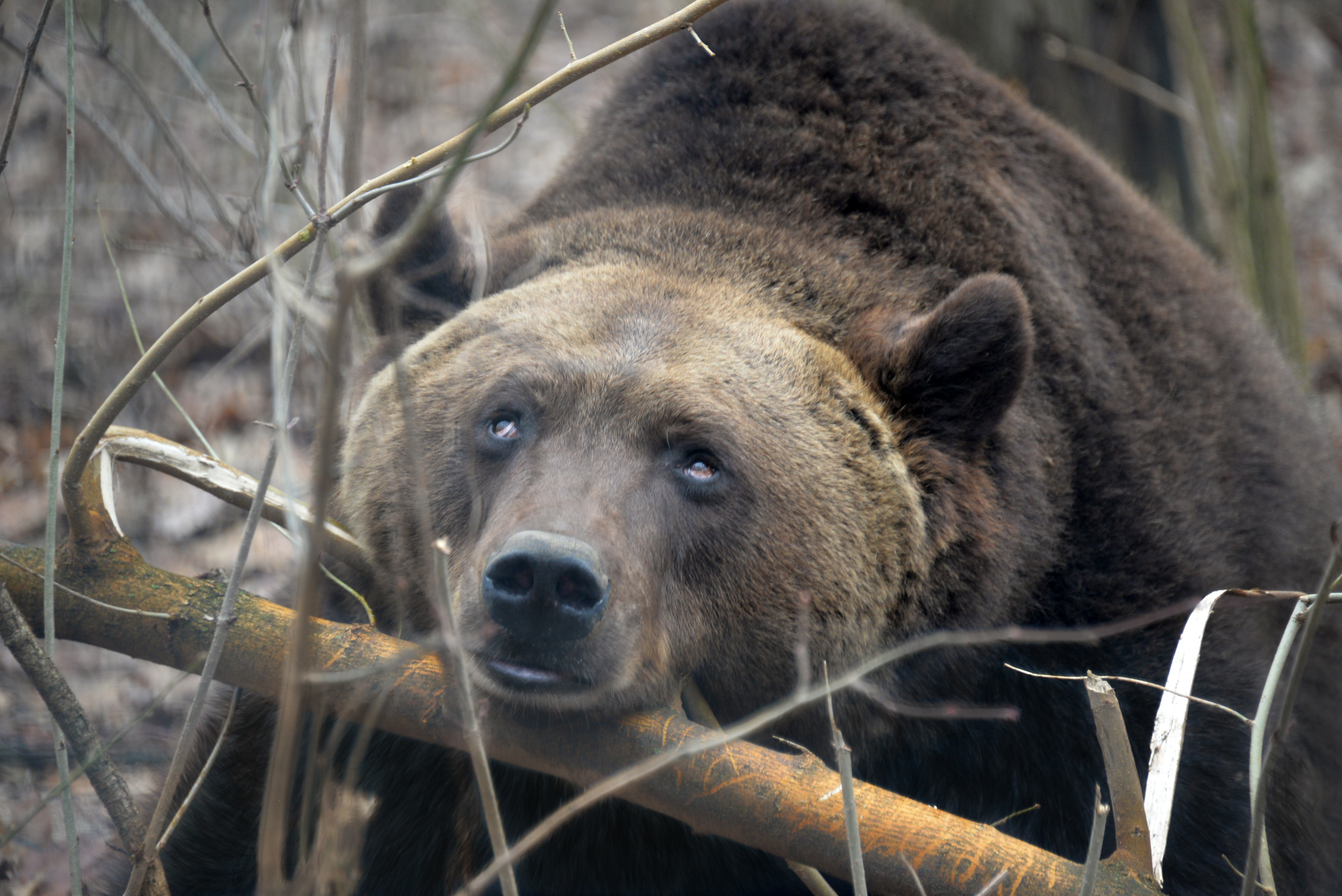 Jósoltak a barnamedvéink  cikk kiemelő képe