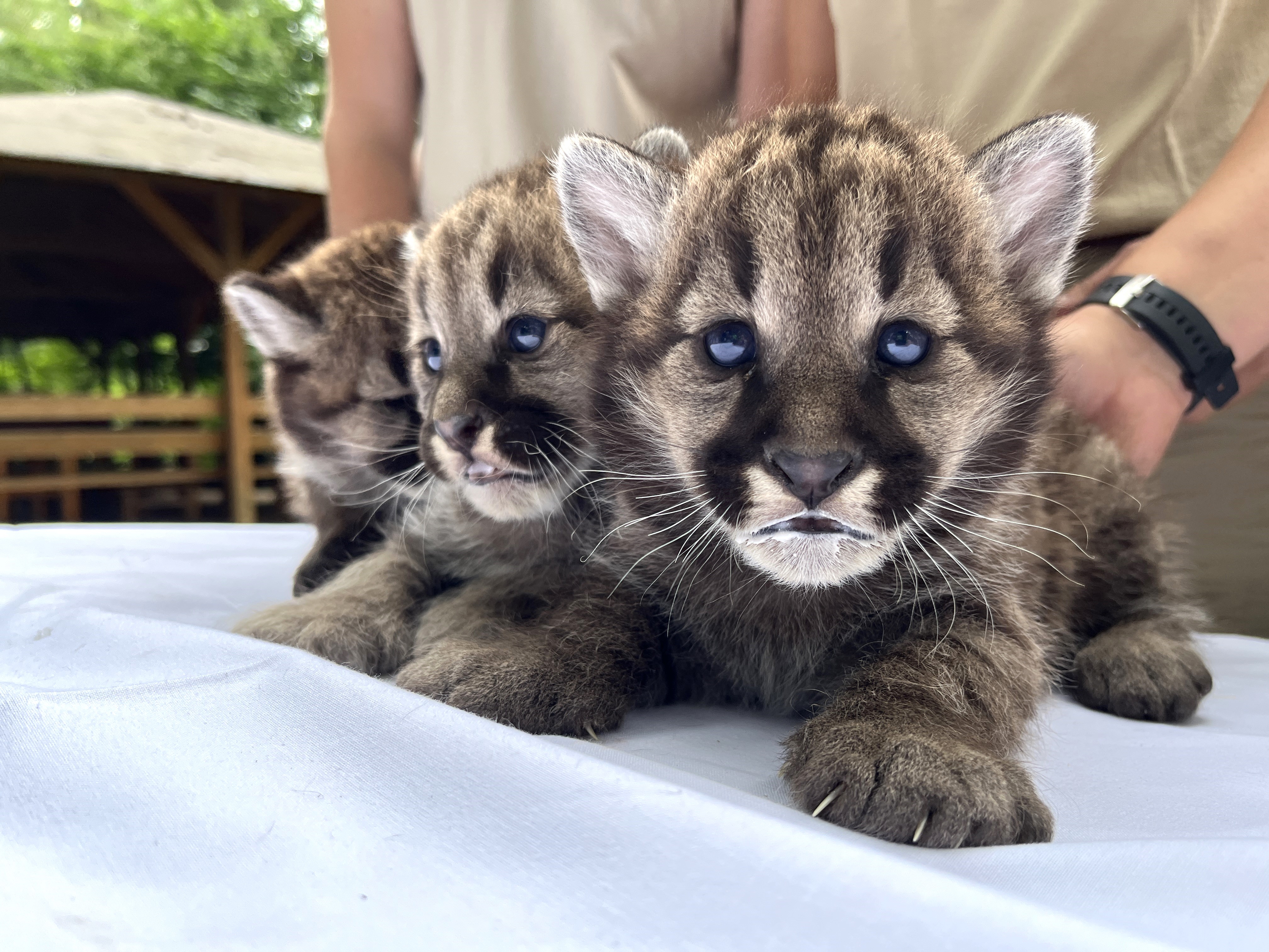 Puma hármasikrek születtek Állatparkunkban cikk kiemelő képe