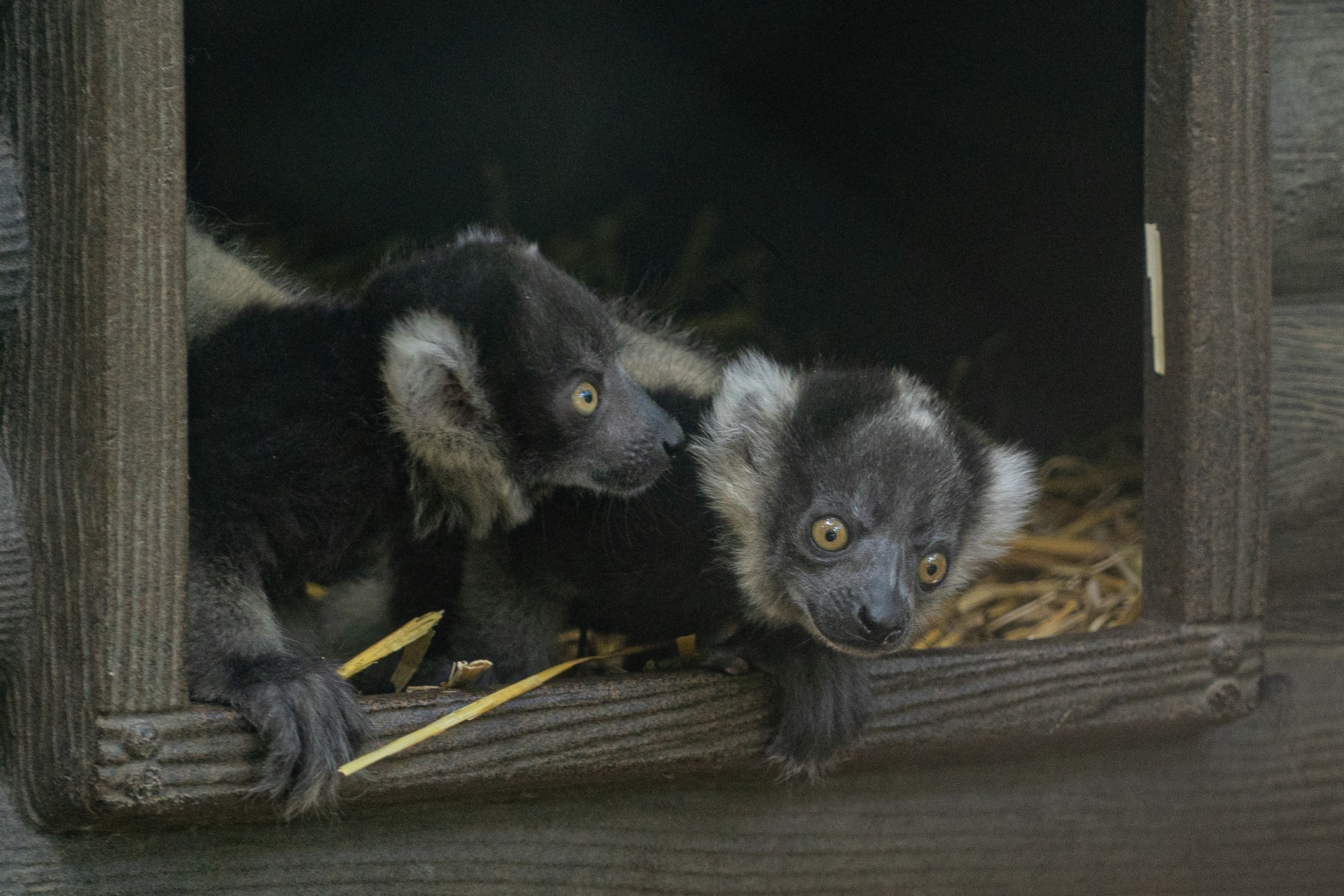 Vari ikrek születtek Állatparkunkban cikk kiemelő képe