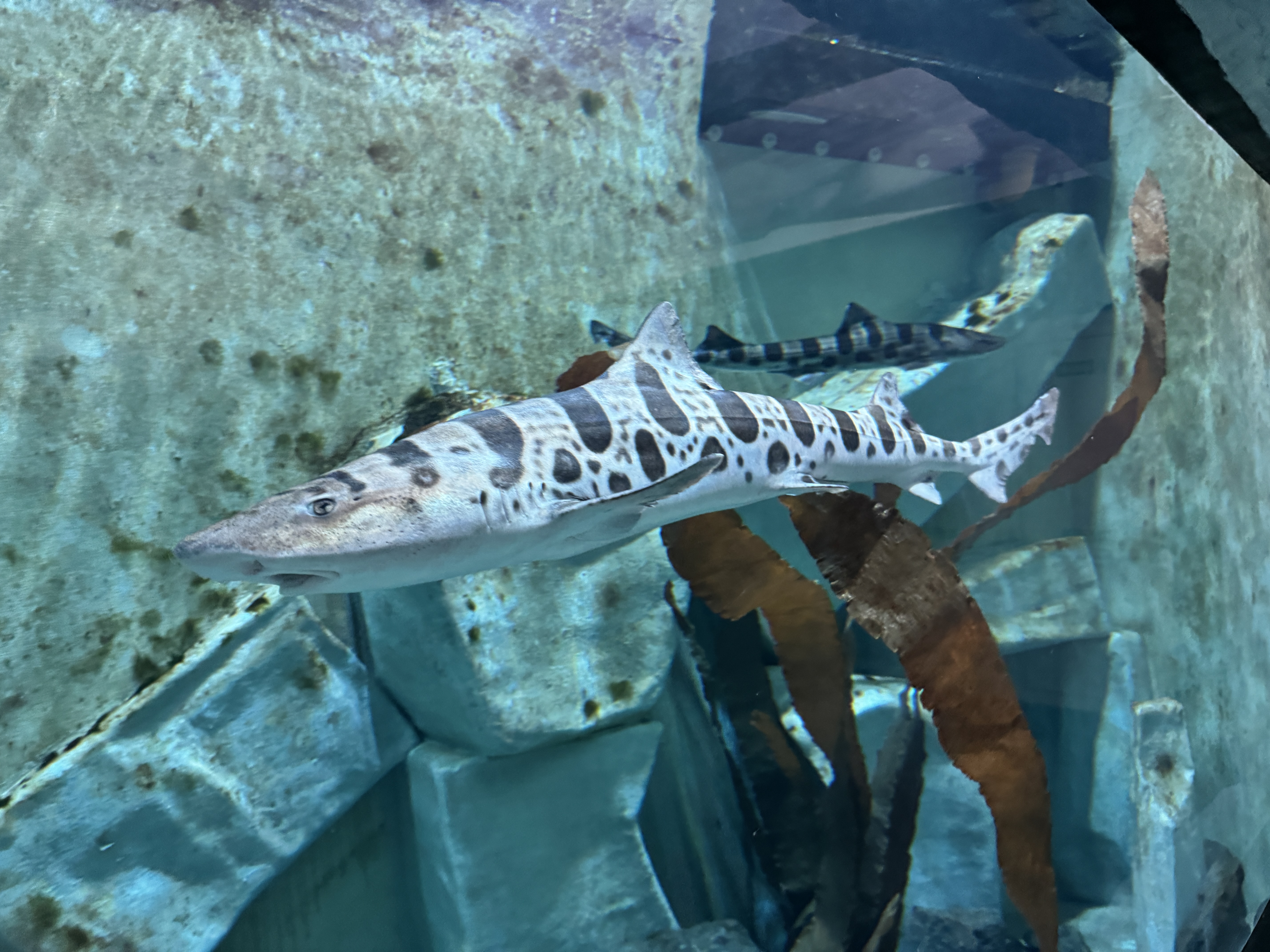 Leopárdcápák érkeztek Állatparkunkba cikk kiemelő képe