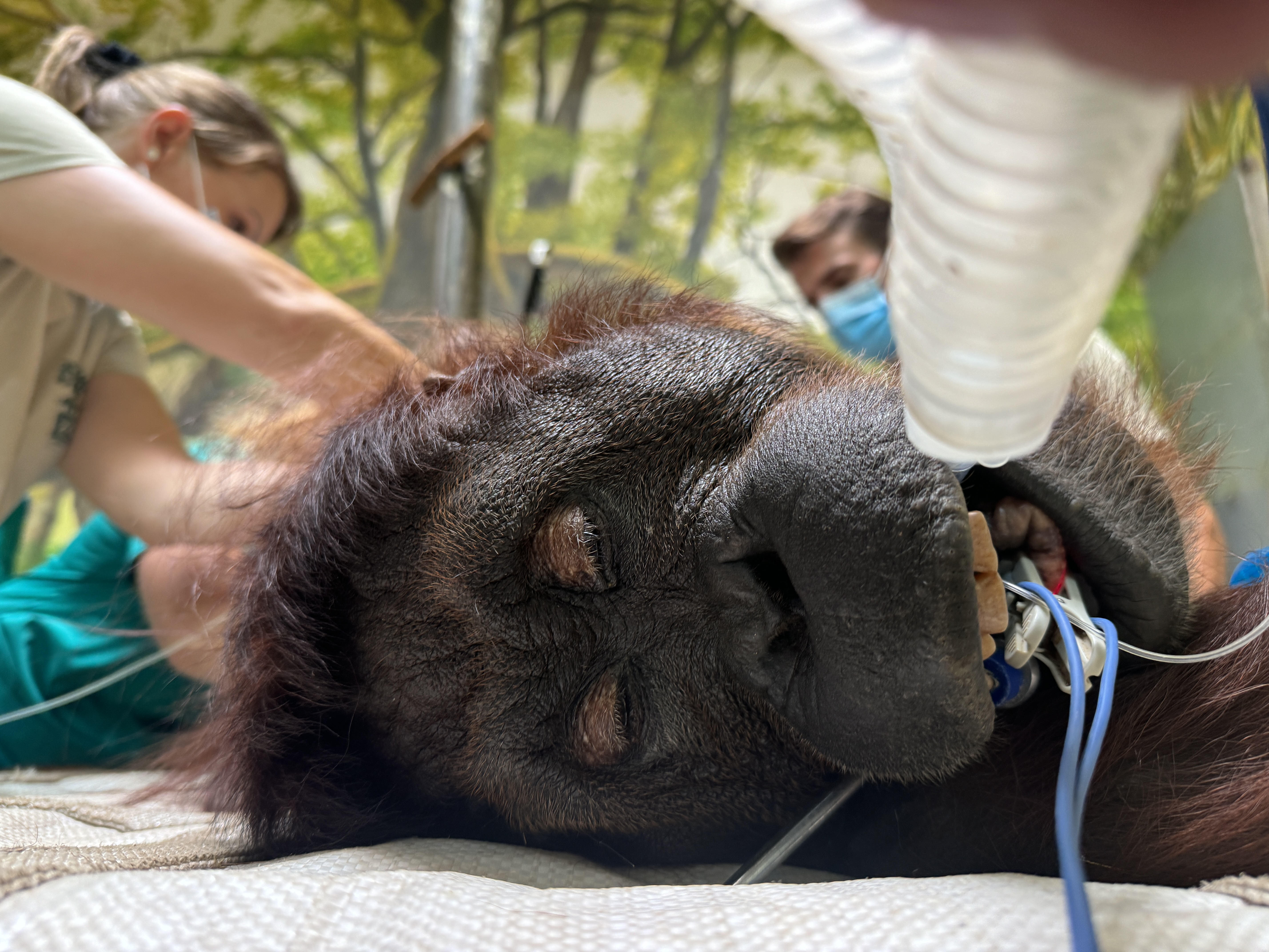 Nőgyógyászati vizsgálaton esett át az orangutánunk cikk kiemelő képe