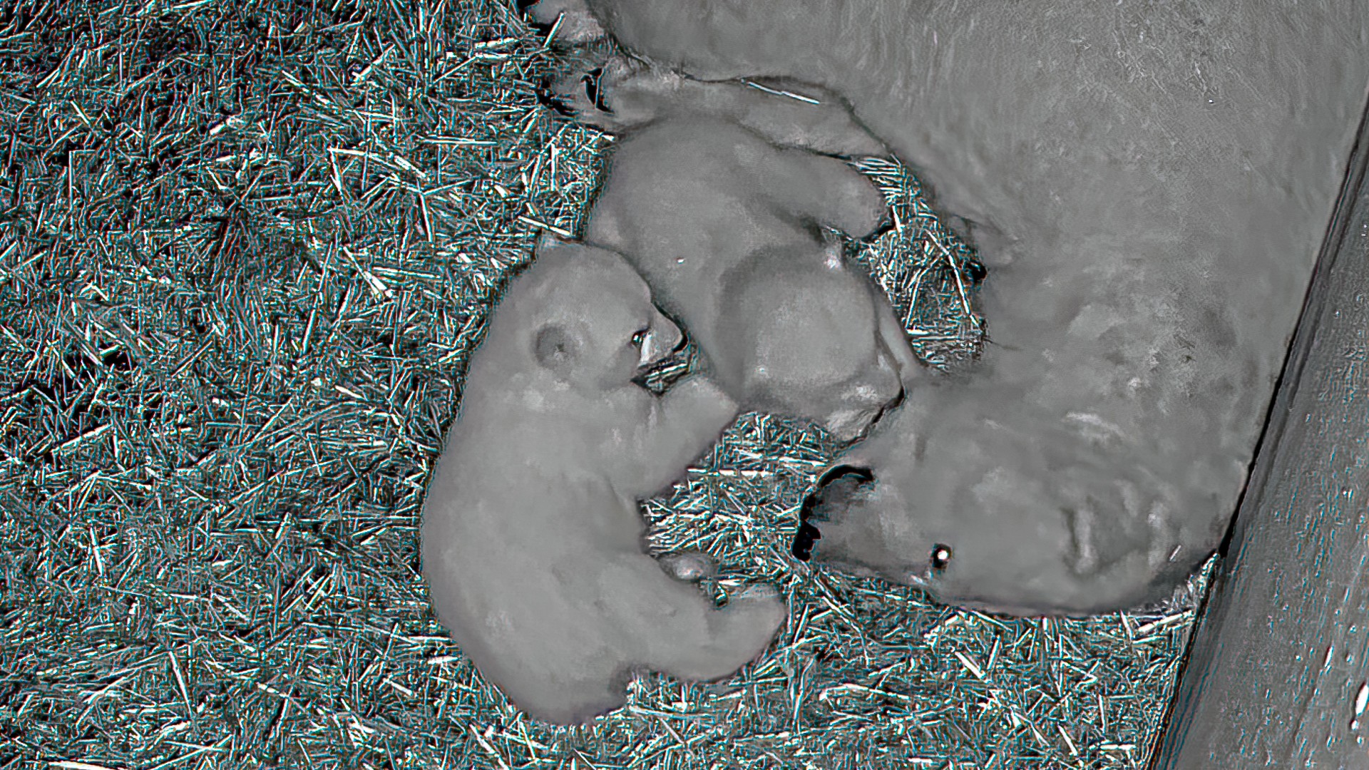 Jegesmedve ikrek születtek Állatparkunkban cikk kiemelő képe