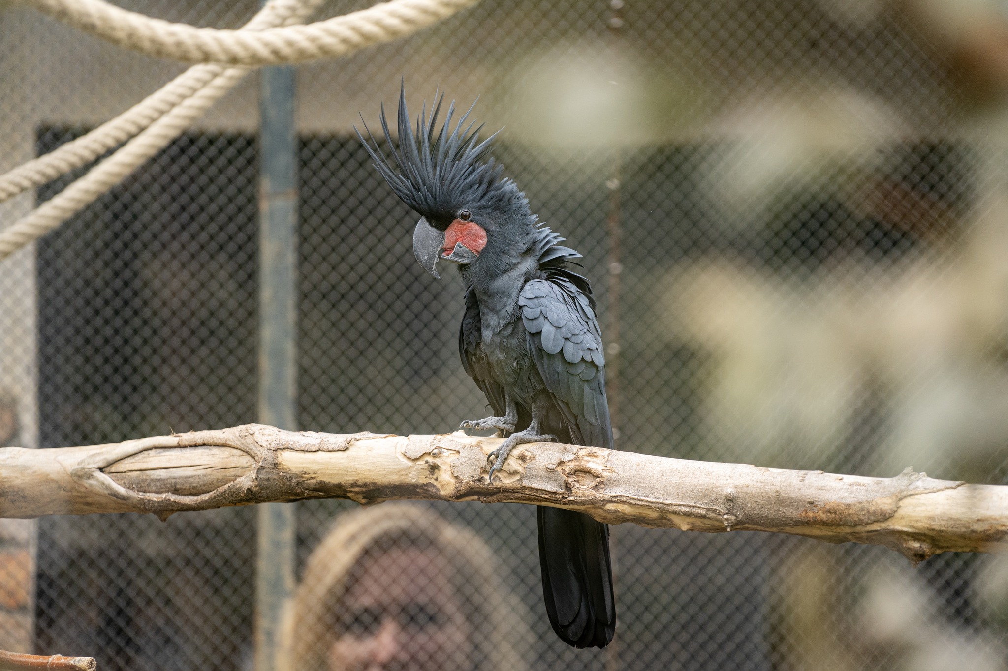 Pálmakakaduk az Állatparkban cikk kiemelő képe