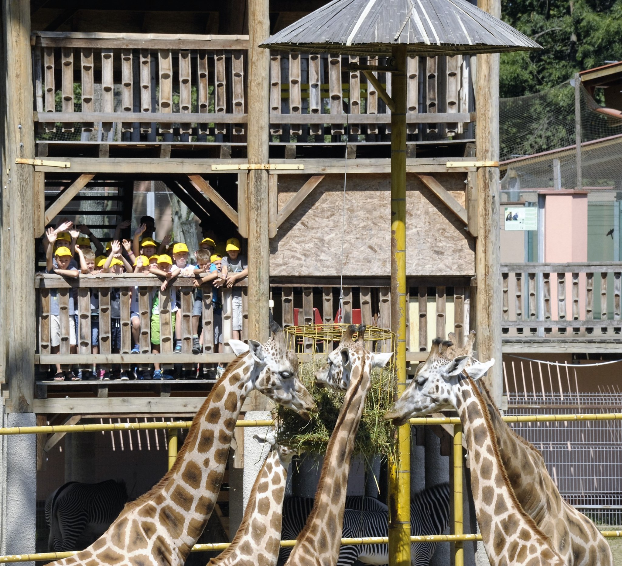 Megkezdtük a ZOOSULI regisztrációját cikk kiemelő képe