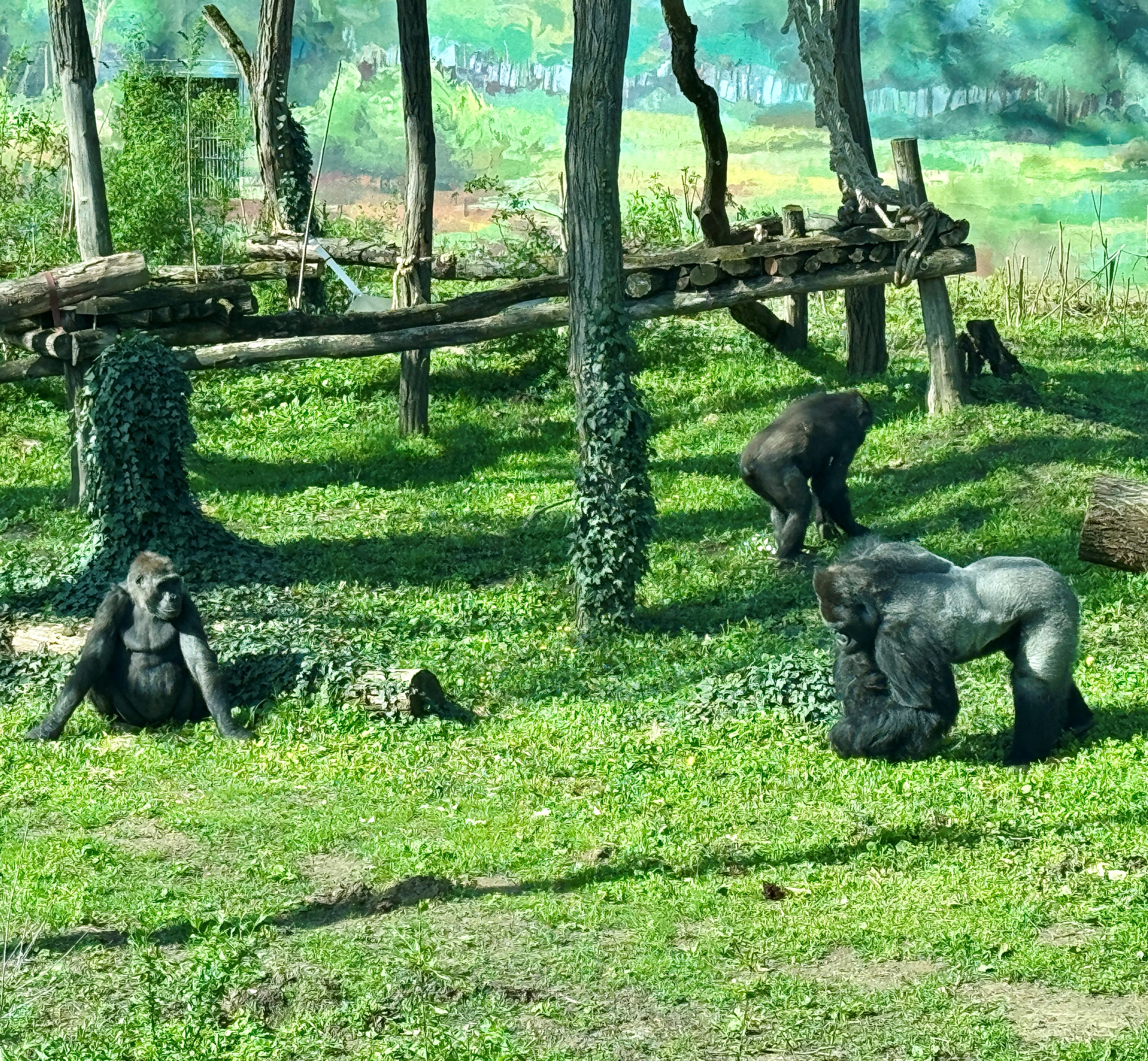 Gorilla nőstények érkeztek Állatparkunkba cikk kiemelő képe