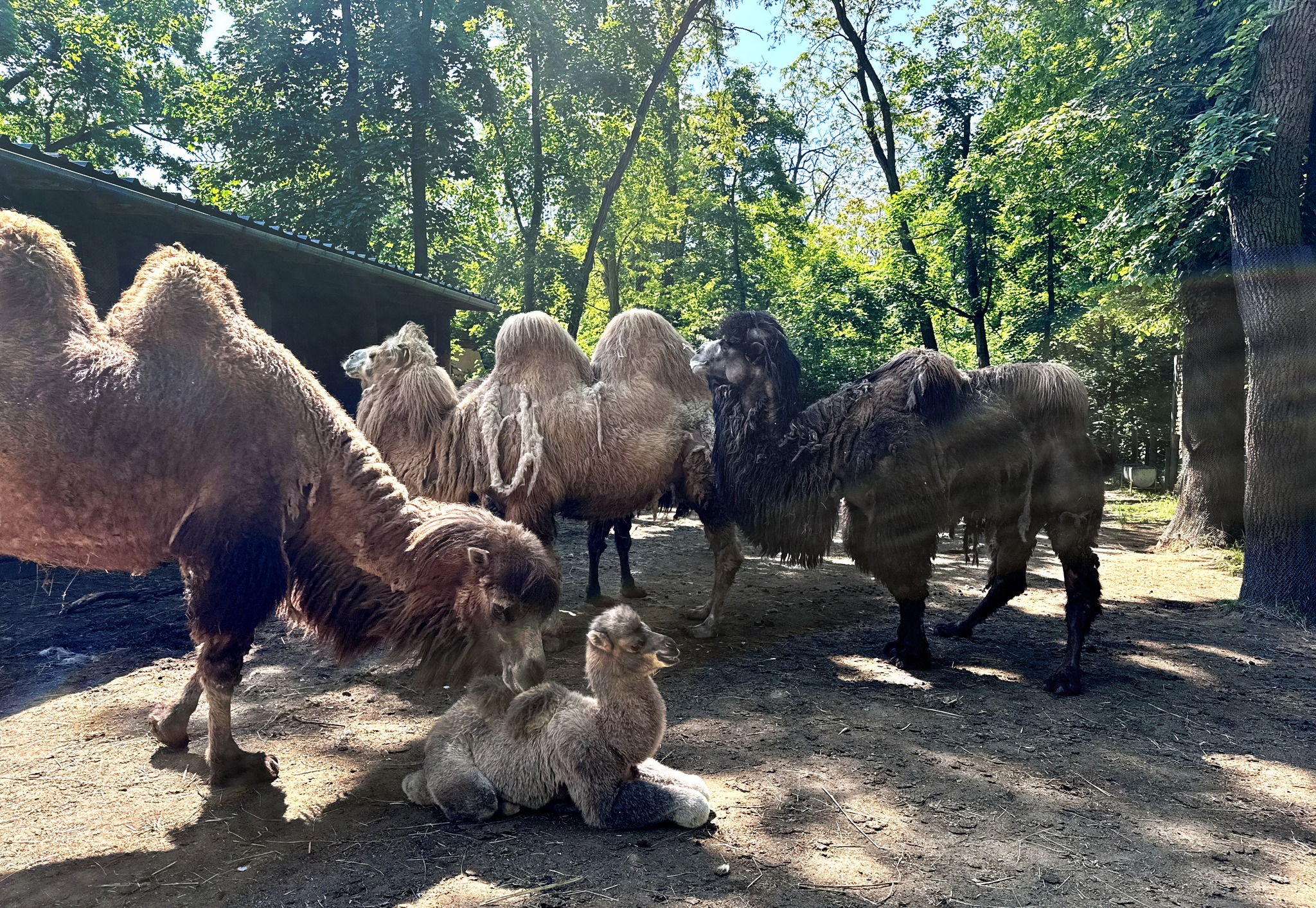 Teve kanca született cikk kiemelő képe