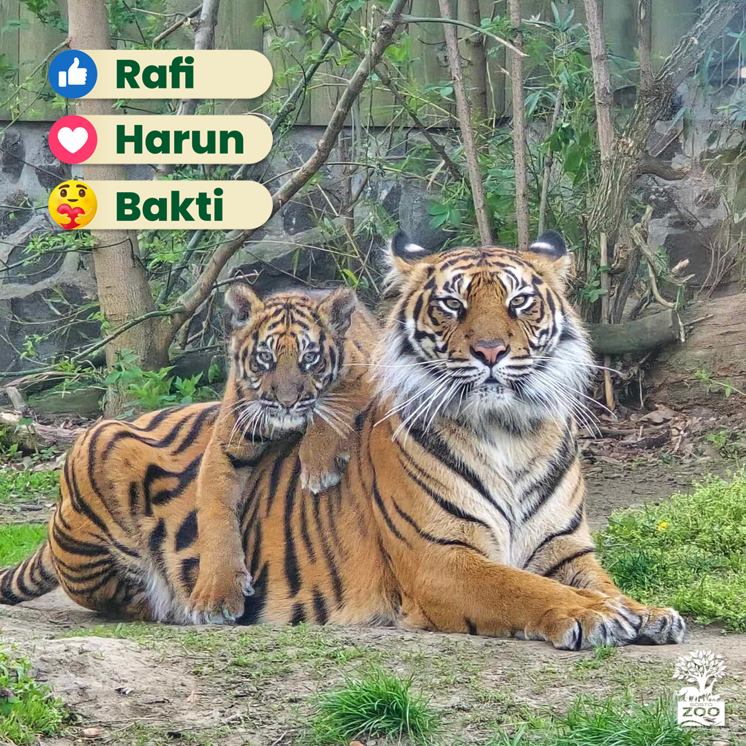 Helló HARUN cikk kiemelő képe