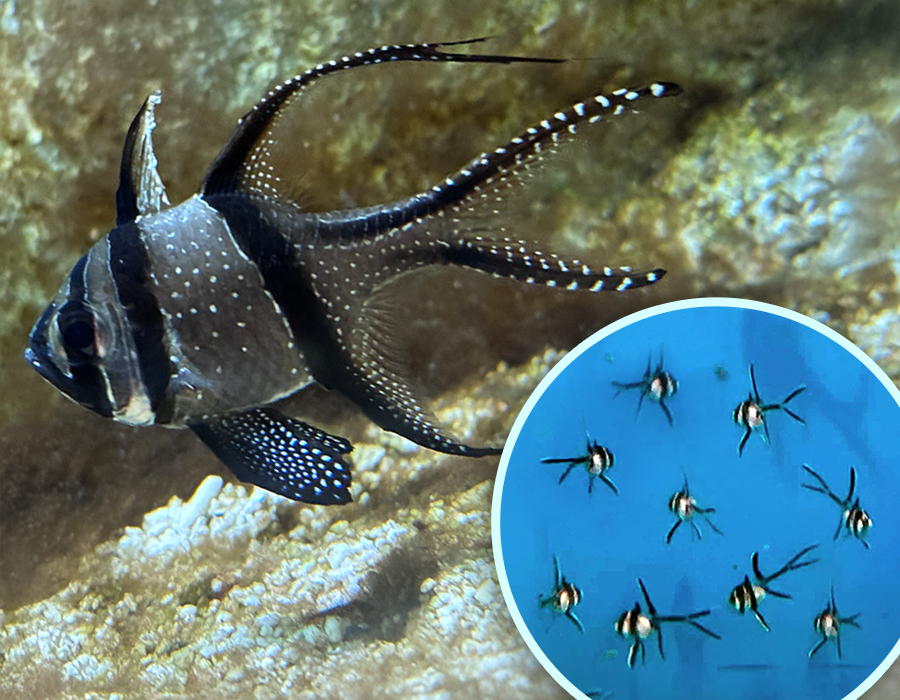 Cardinalfish bred in our zoo cikk kiemelő képe