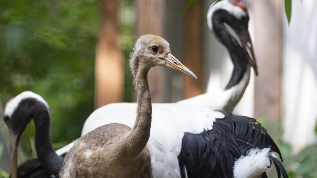 Mandzsu daru fiókák keltek ki Állatparkunkban cikk kiemelő képe