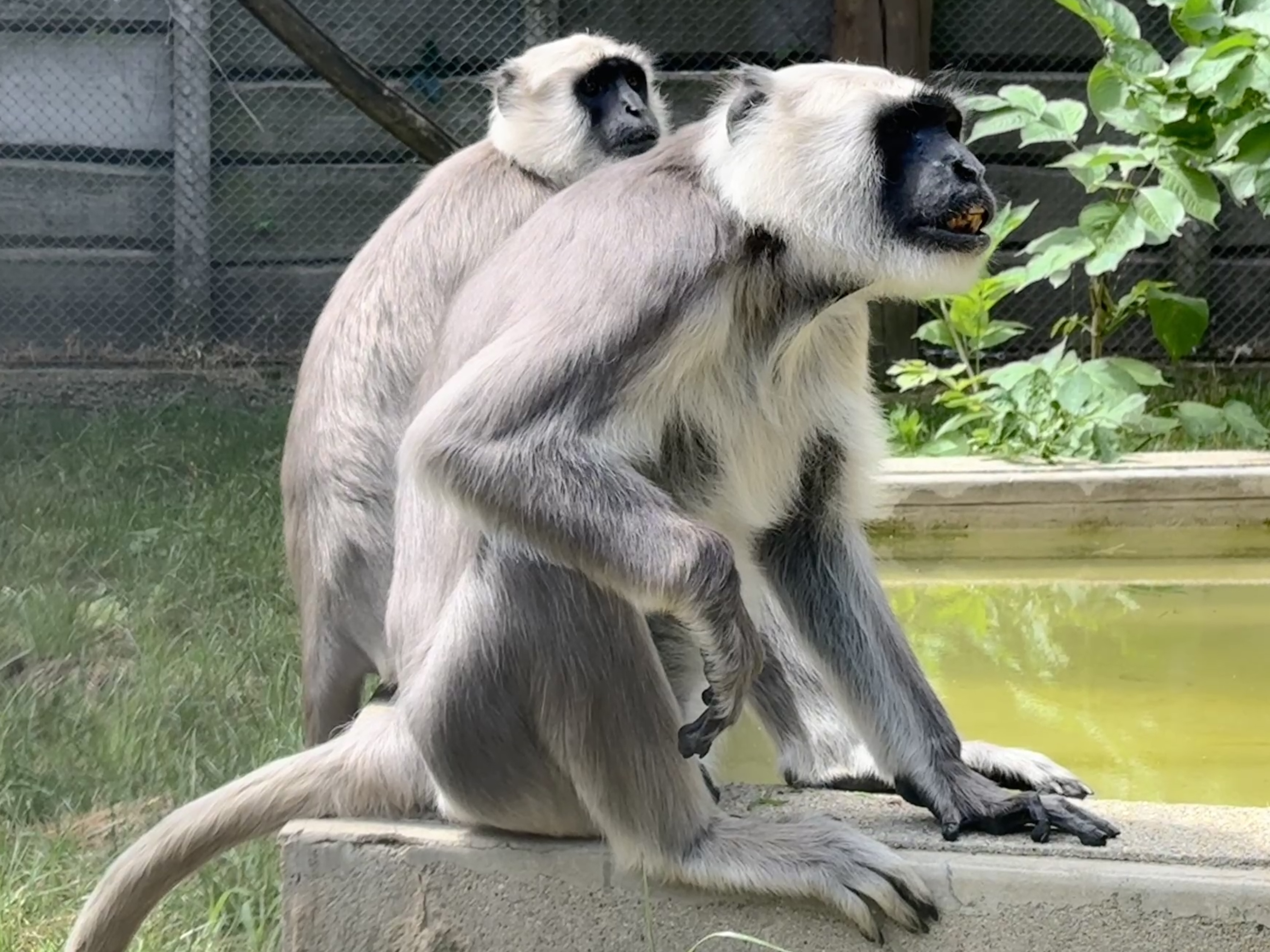 Hulmán hím érkezett nőstényeinkhez cikk kiemelő képe