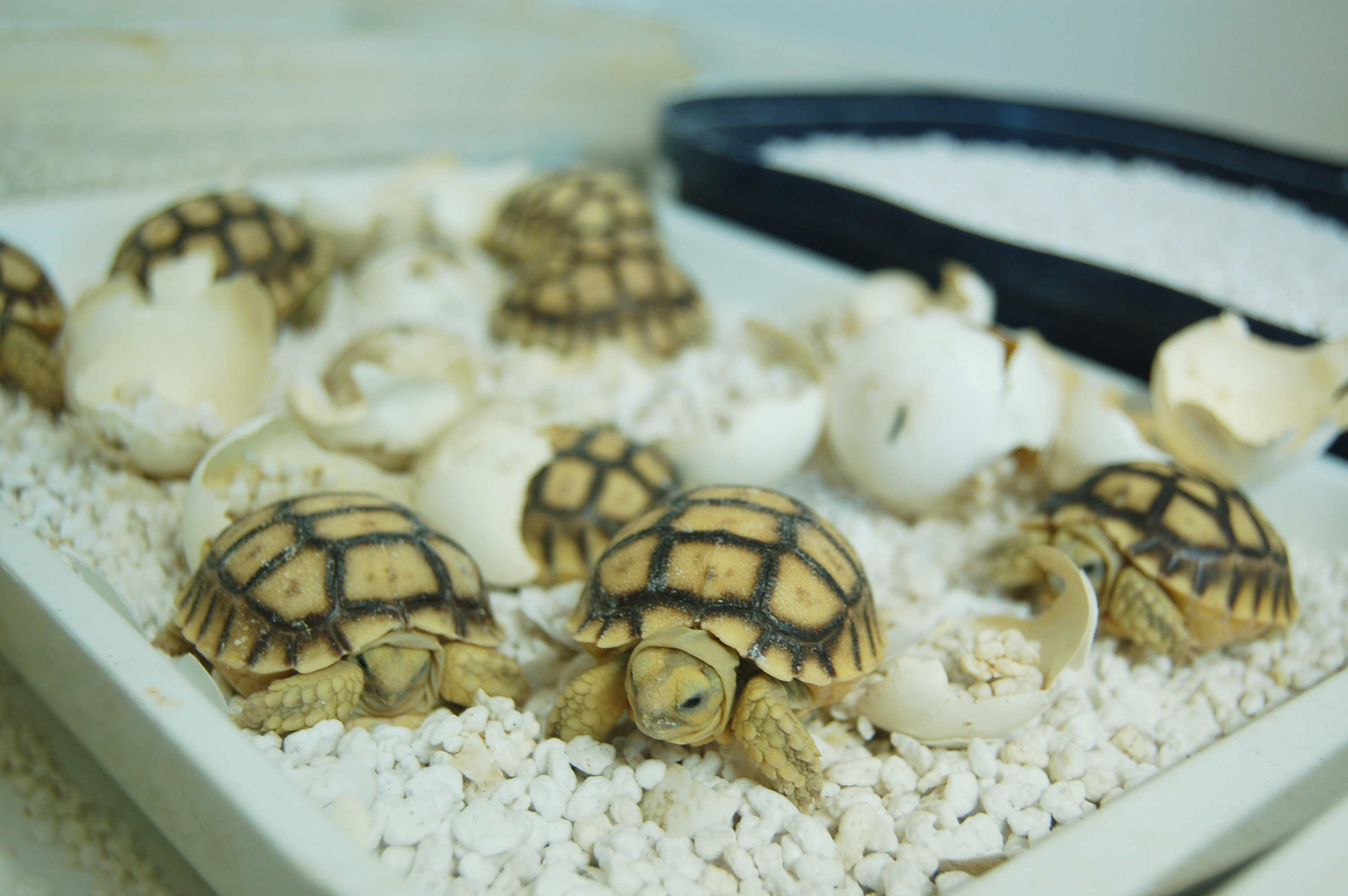 Sarkantyús teknősök keltek ki Állatparkunkban cikk kiemelő képe