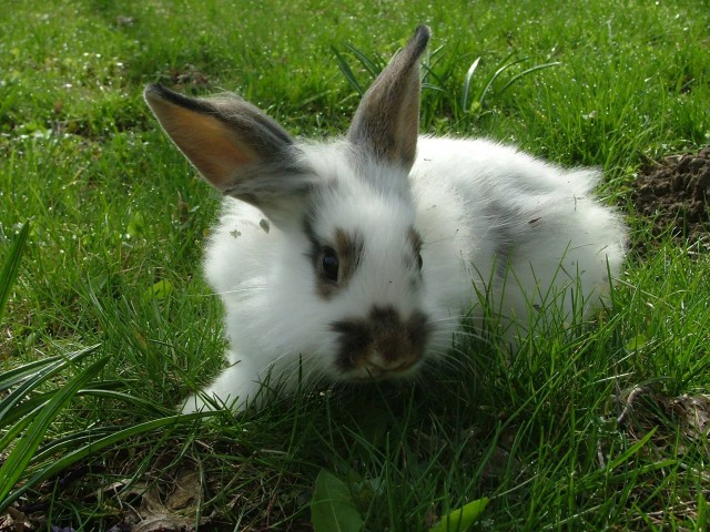 Ha alapos megfontolás után egy nyuszi az új házikedvenc: cikk kiemelő képe