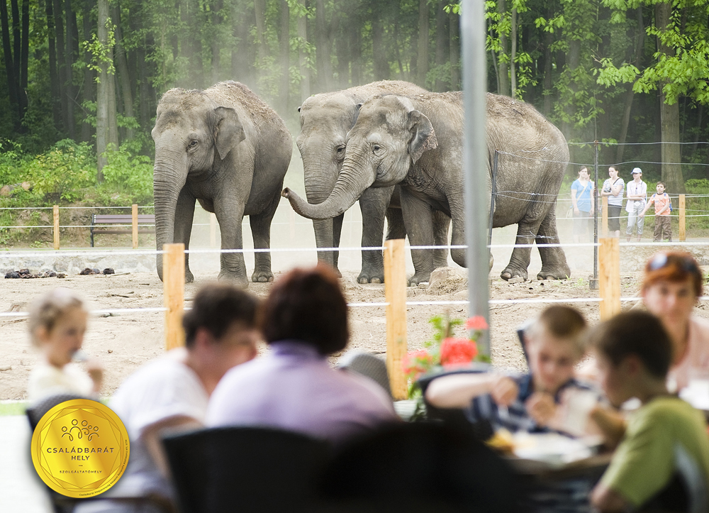  Családbarát szolgáltatóhely vagyunk! cikk kiemelő képe